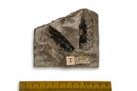 F 02504
<br/>
<br/>
<em></em>